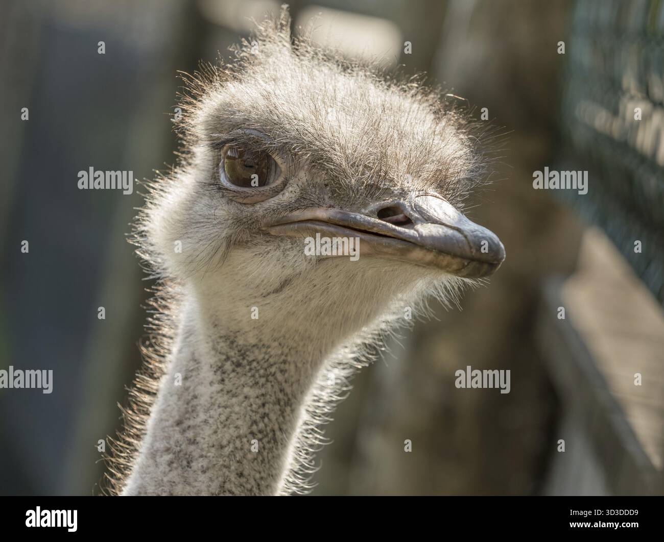 Testa di un comune, struzzo Struthio camelus, vicino. Femmina di uccello in cattività in Kristiansand Zoo, Norvegia Foto Stock