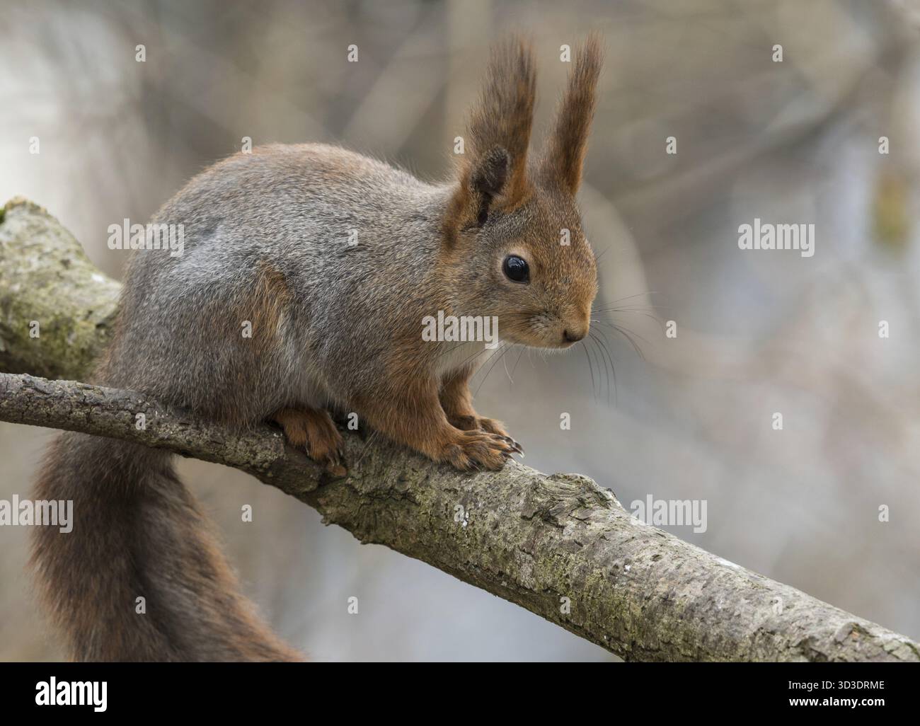 Grazioso giovane scoiattolo rosso seduto sul ramo dell'albero con sfondo rosso della foresta Foto Stock