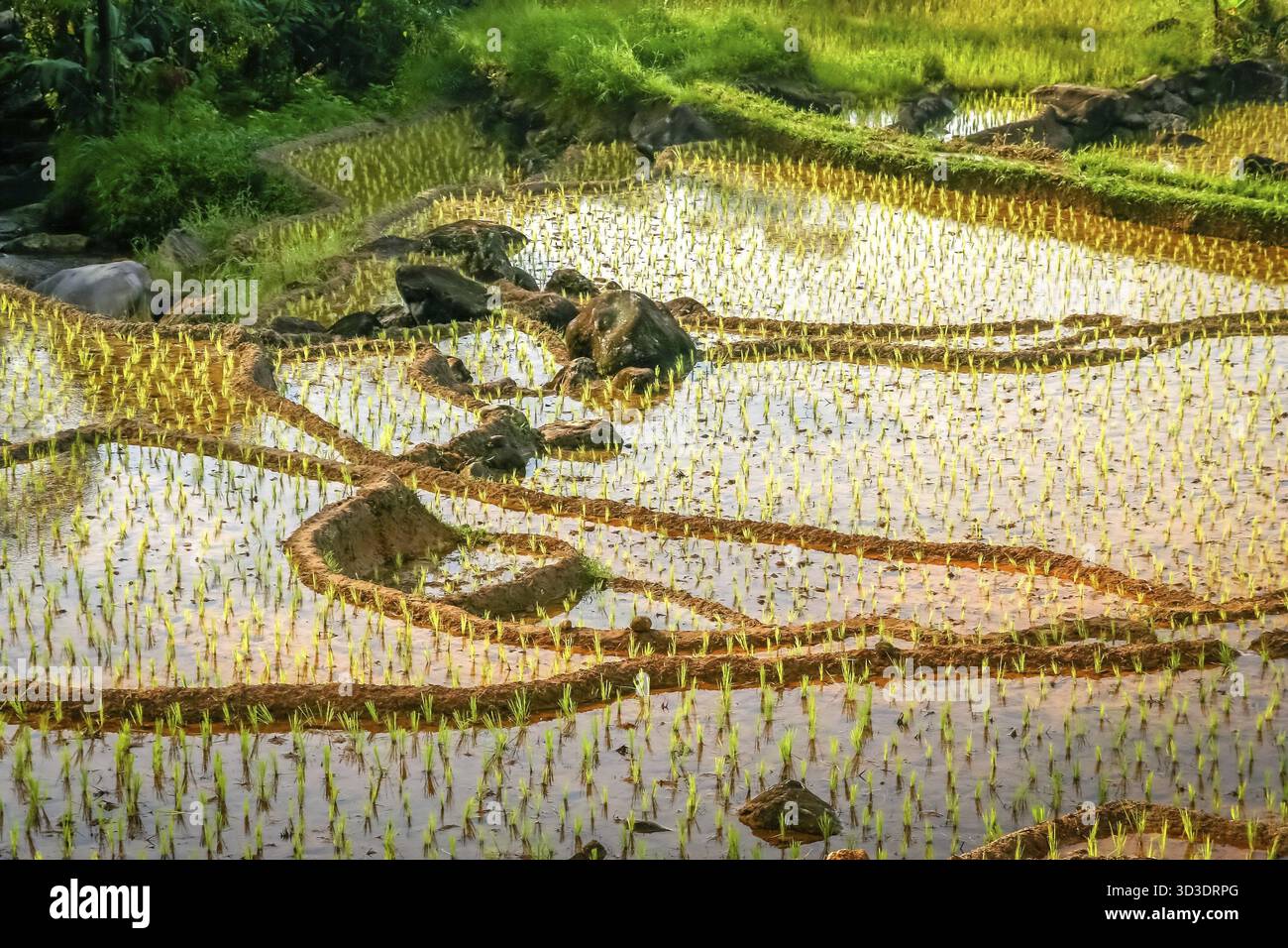 Verde di campi di riso terrazzati su Sumatra Indonesia Foto Stock