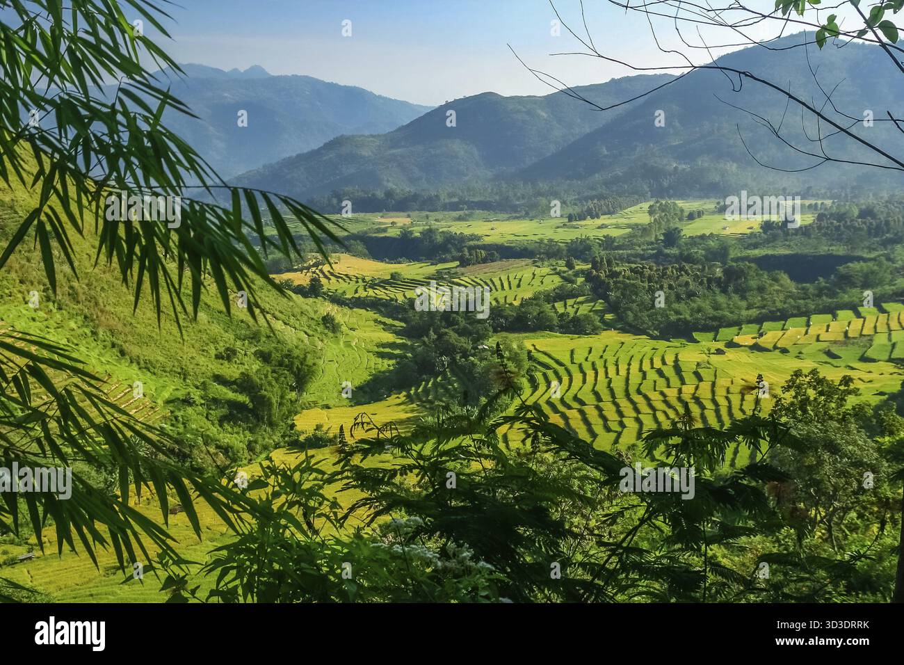Verde di campi di riso terrazzati su Sumbava Indonesia Foto Stock
