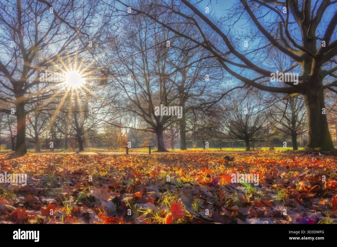 Variopinto caduto foglie in Regents Park in autunno Foto Stock