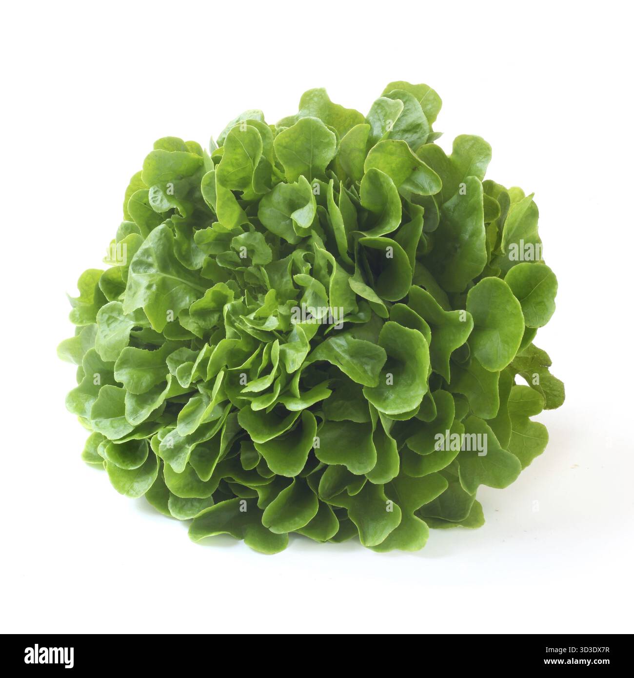 Oak Lattuga isolato su bianco Foto Stock