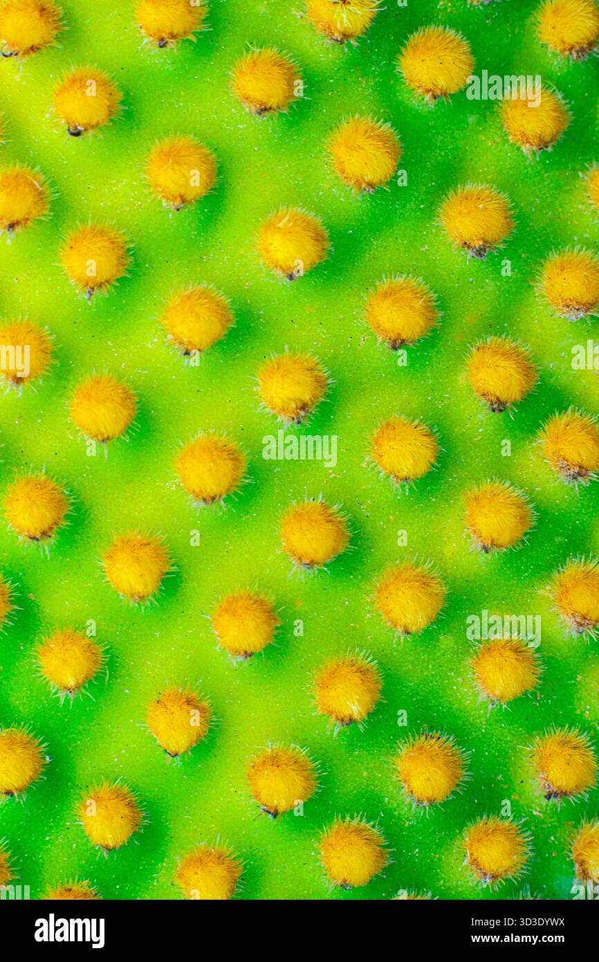 Primo piano di un cactus oputnia microdasys. Immagine macro dei picchi di un cactus. Foto Stock