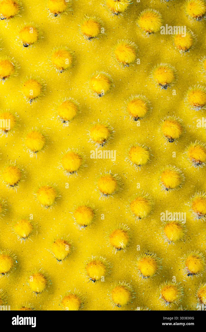 Primo piano di un cactus oputnia microdasys. Immagine macro dei picchi di un cactus. Foto Stock
