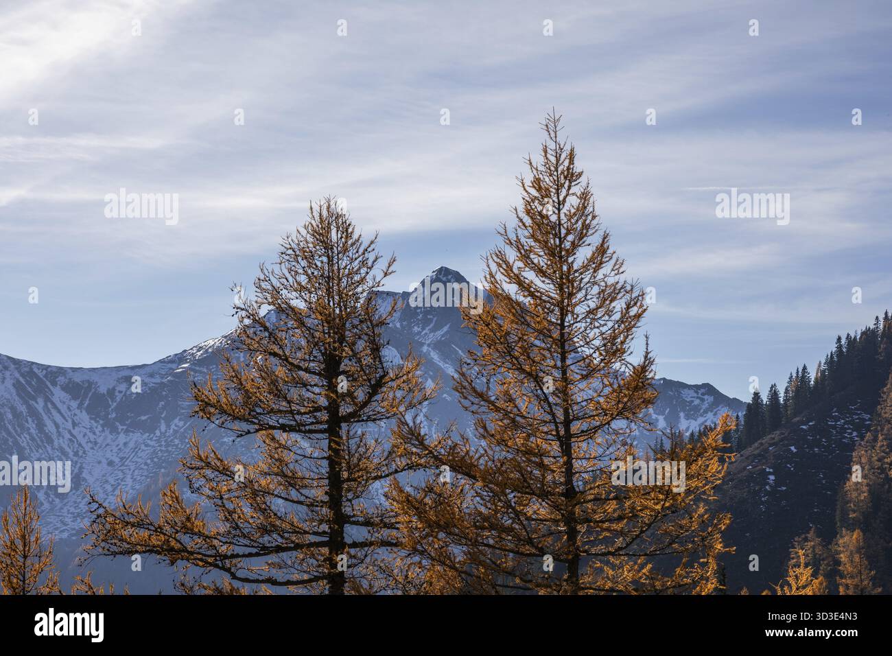 Larici dai colori autunnali, cime montane di Eisenerzer Reichenstein, Praebichl, Stiria, Austria Foto Stock