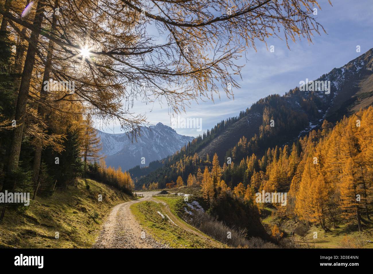 Foglie di larice autunnale, sentiero ai margini della foresta, neve sulle cime delle montagne, Eisenerzer Reichenstein, Praebichl, Stiria, Austria Foto Stock