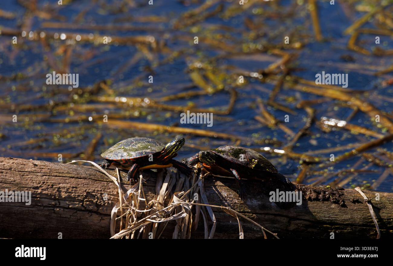 Due tartarughe orientali dipinte su un tronco di legno in un elemento d'acqua Foto Stock