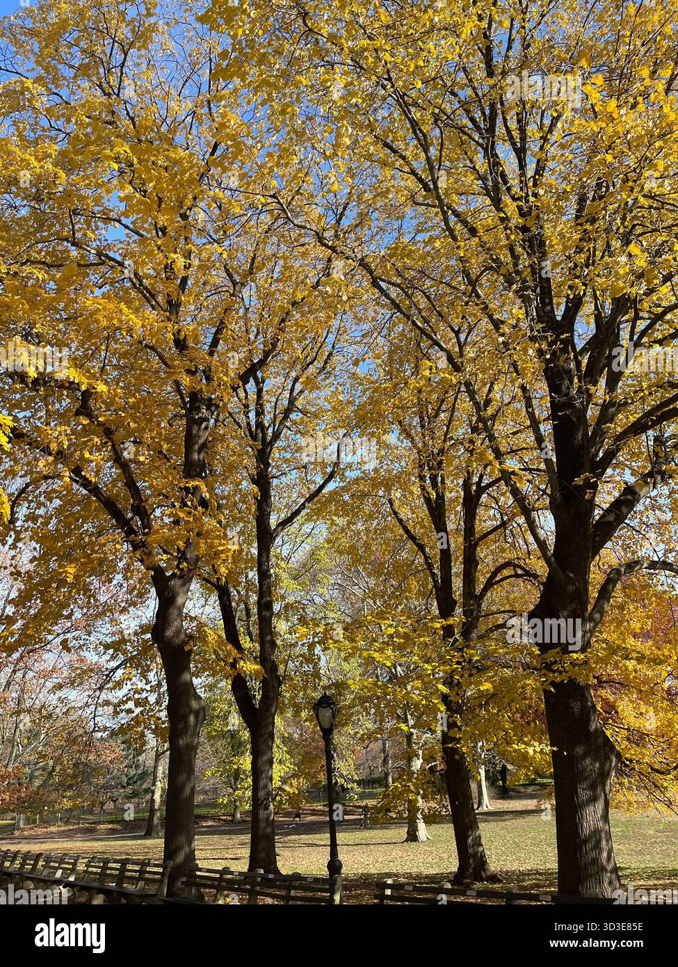 Central Park in autunno: Una brillante mostra di fogliame stagionale. - Immagine stock catturata con smartphone