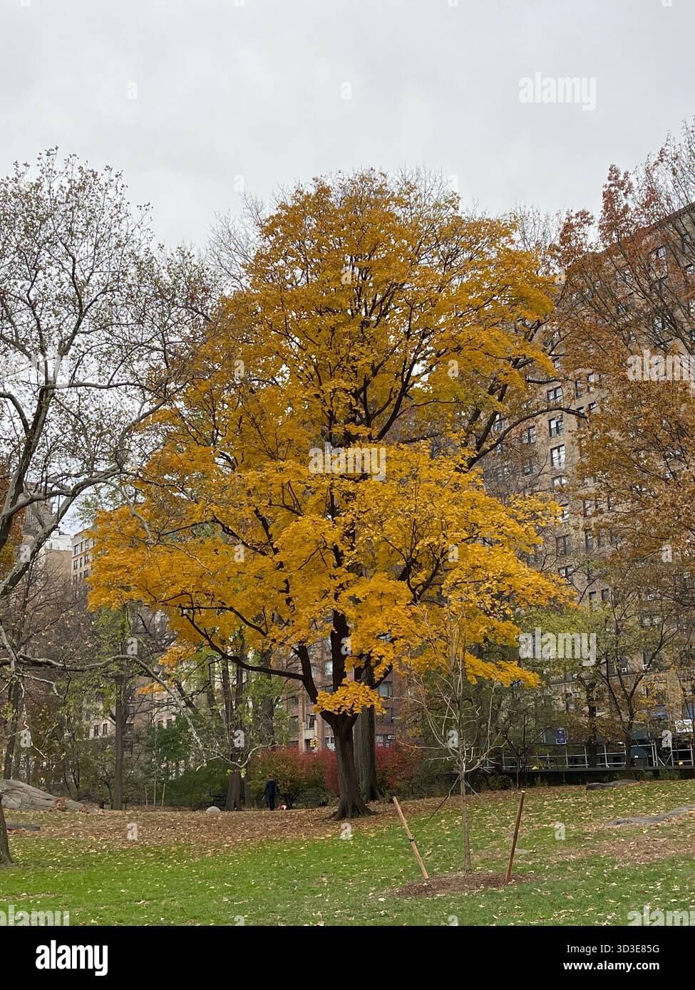 Central Park in autunno: Una brillante mostra di fogliame stagionale. - Immagine stock catturata con smartphone