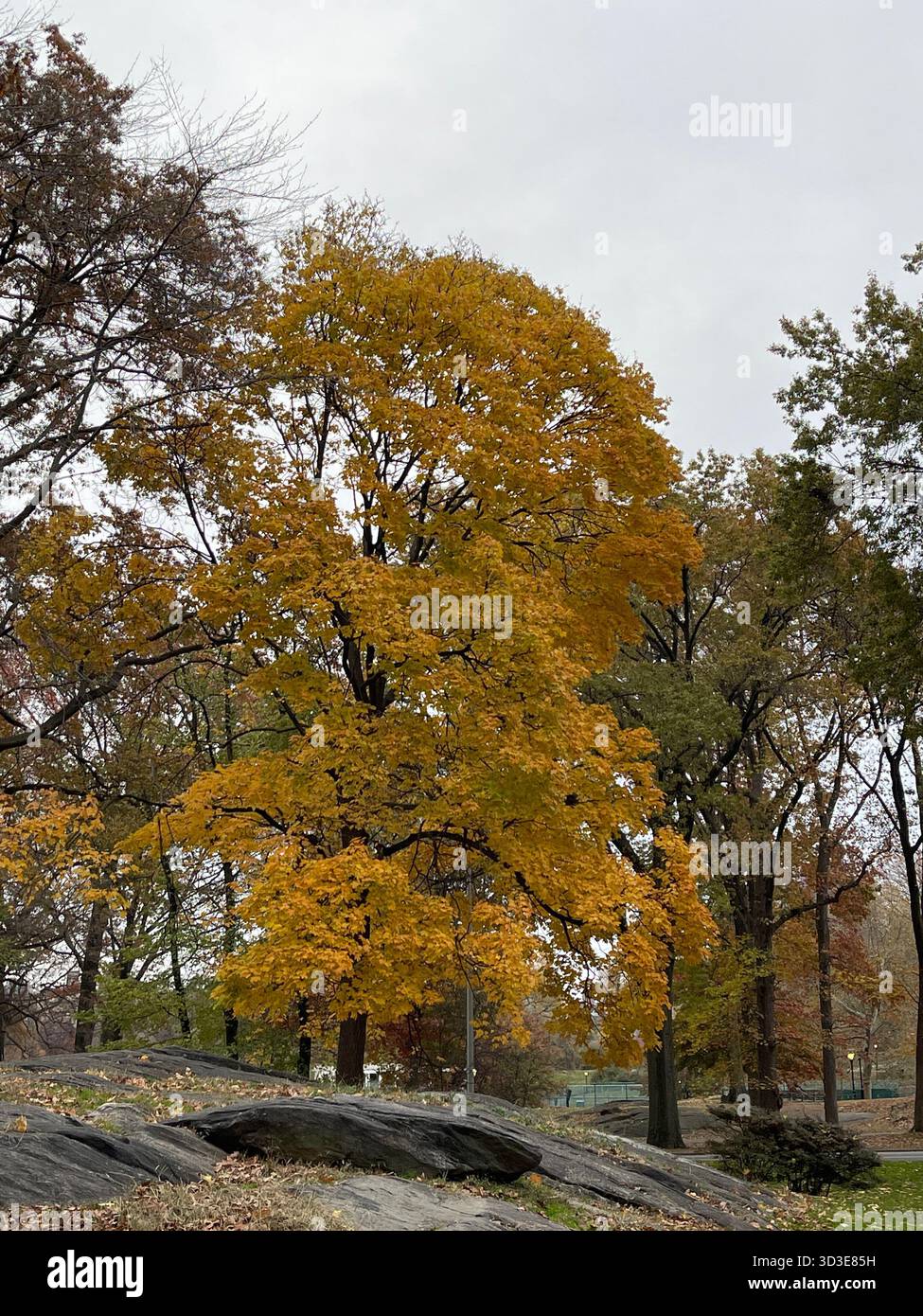 Central Park in autunno: Una brillante mostra di fogliame stagionale. - Immagine stock catturata con smartphone