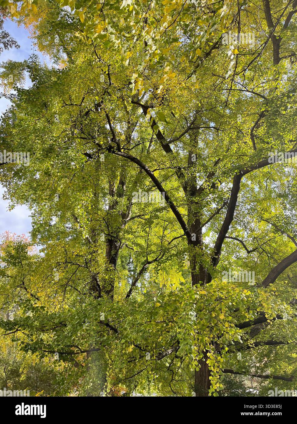 Central Park in autunno: Una brillante mostra di fogliame stagionale. - Immagine stock catturata con smartphone