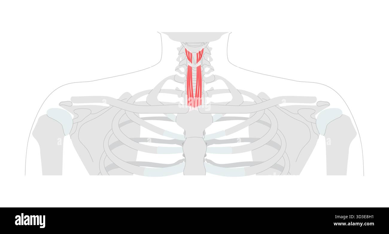 Sternohyoid Thyrohyoid - muscolo infraioide umano mostrato nel diagramma di anatomia responsabile della depressione dell'osso ioide, aiuta a deglutire e parlare, riferimento medico e istruzione della regione cervicale. Illustrazione Vettoriale