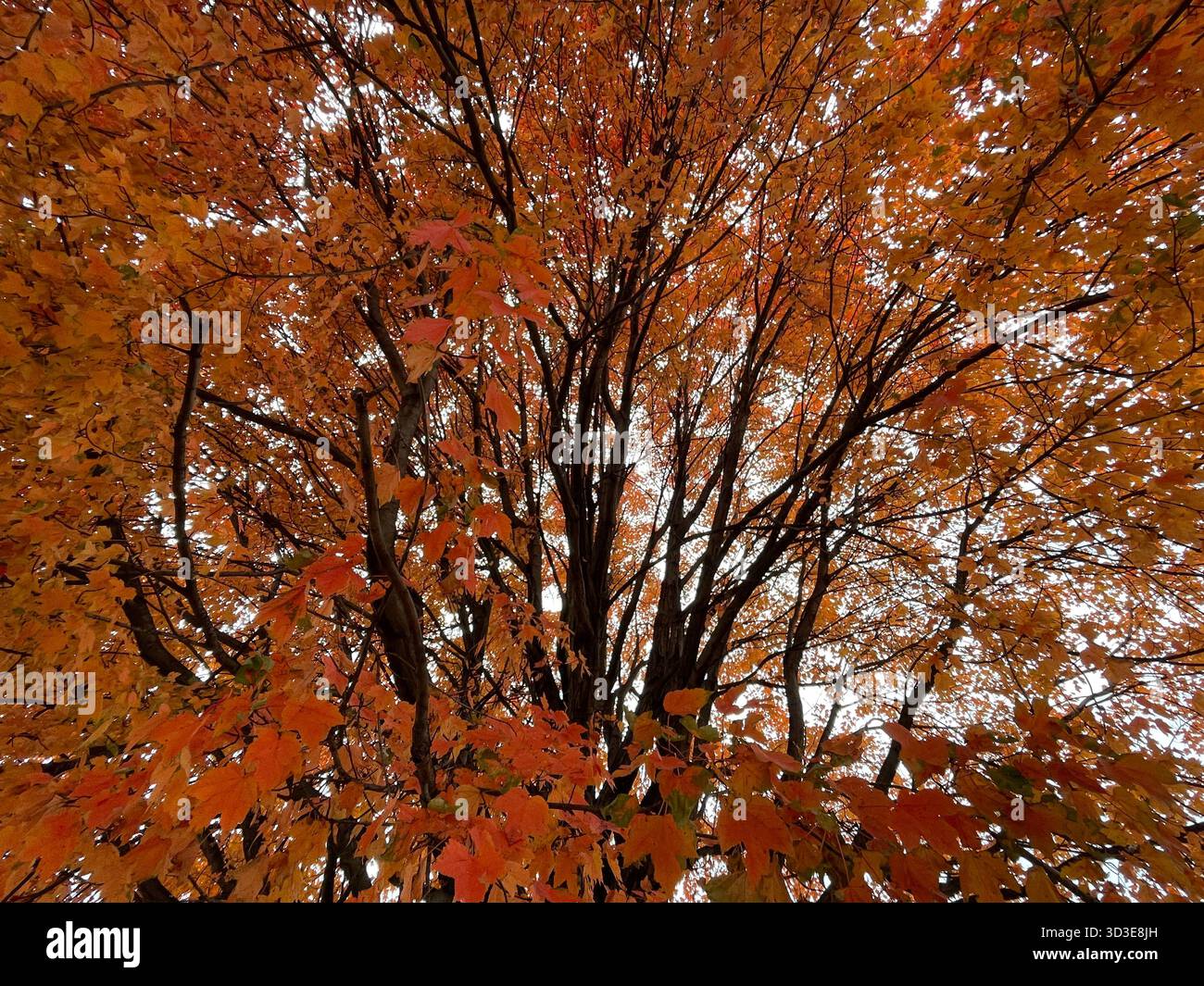 Central Park in autunno: Una brillante mostra di fogliame stagionale. - Immagine stock catturata con smartphone