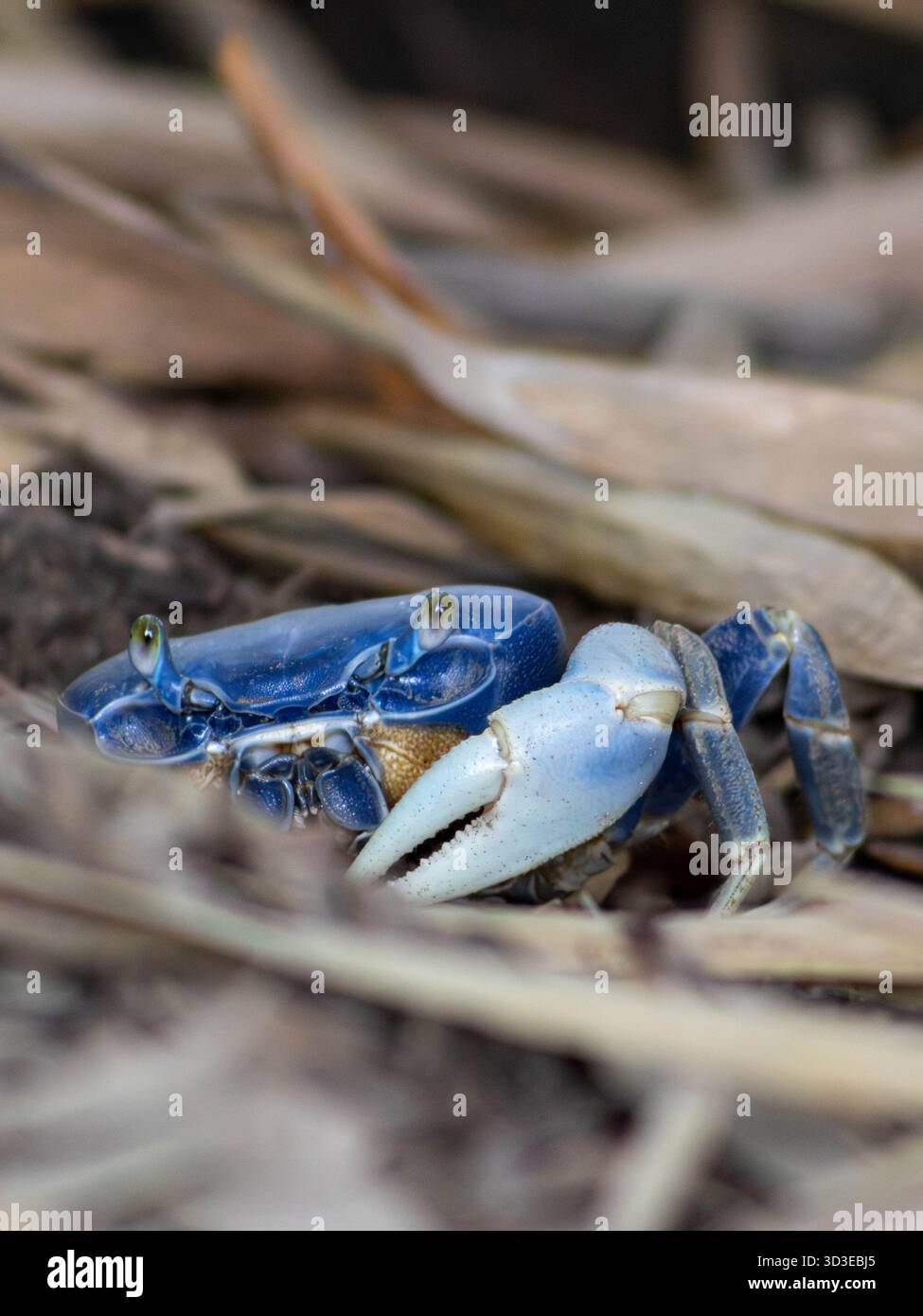 Granchio blu colorato macchiato tra foglie secche sulla costa caraibica della Colombia durante una giornata di sole Foto Stock