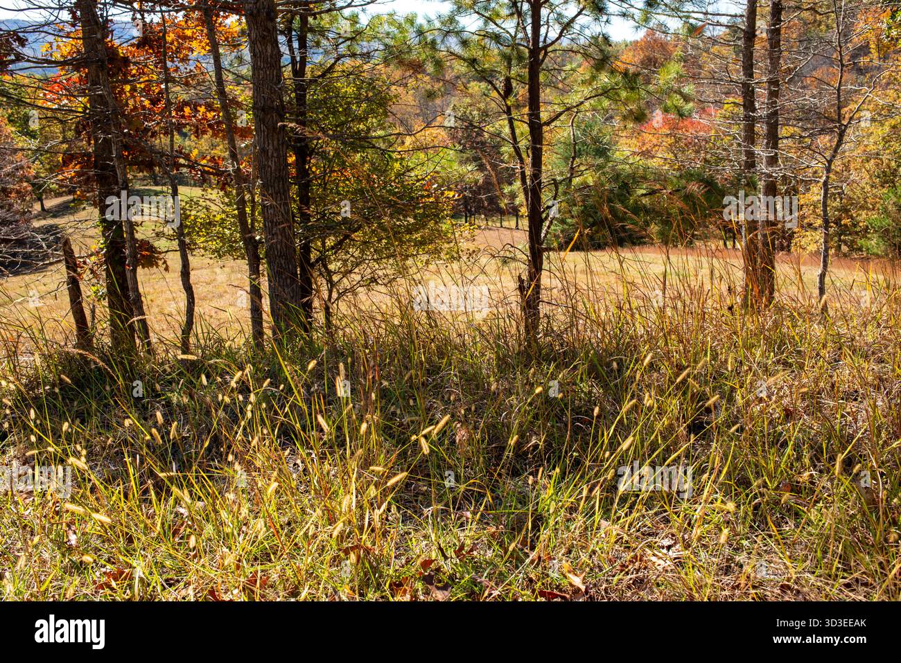 Scene autunnali sui sentieri dell'autostrada 311, tra cui l'Appalachian Trail nella contea di Roanoke, Virginia Foto Stock