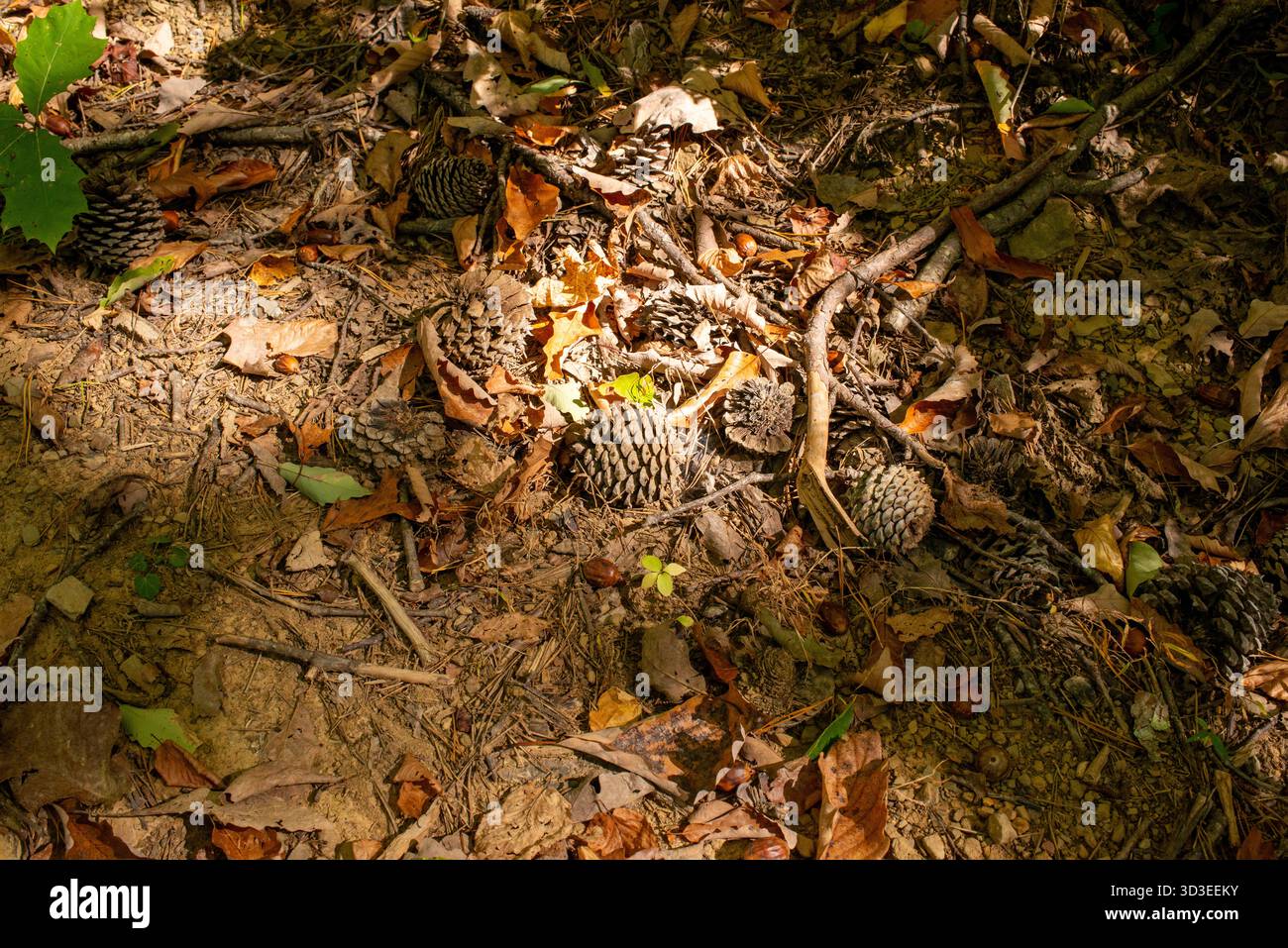 Scene autunnali sui sentieri dell'autostrada 311, tra cui l'Appalachian Trail nella contea di Roanoke, Virginia Foto Stock