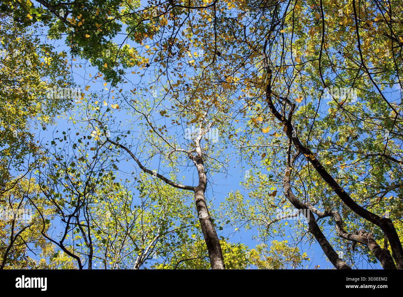 Scene autunnali sui sentieri dell'autostrada 311, tra cui l'Appalachian Trail nella contea di Roanoke, Virginia Foto Stock