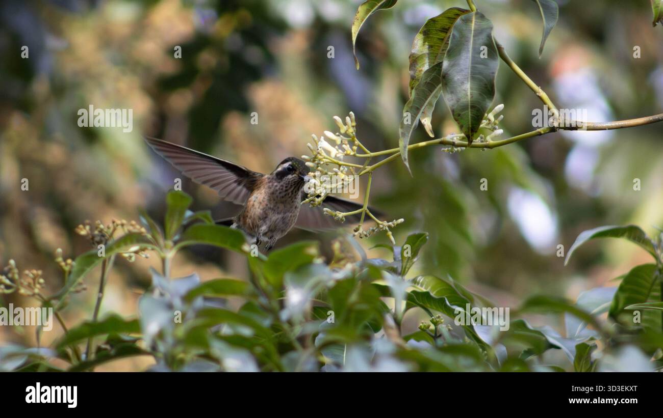 Colibrì macchiato (Adelomyia melanogenys) catturato mentre si nutriva di piccoli fiori bianchi. Foto Stock