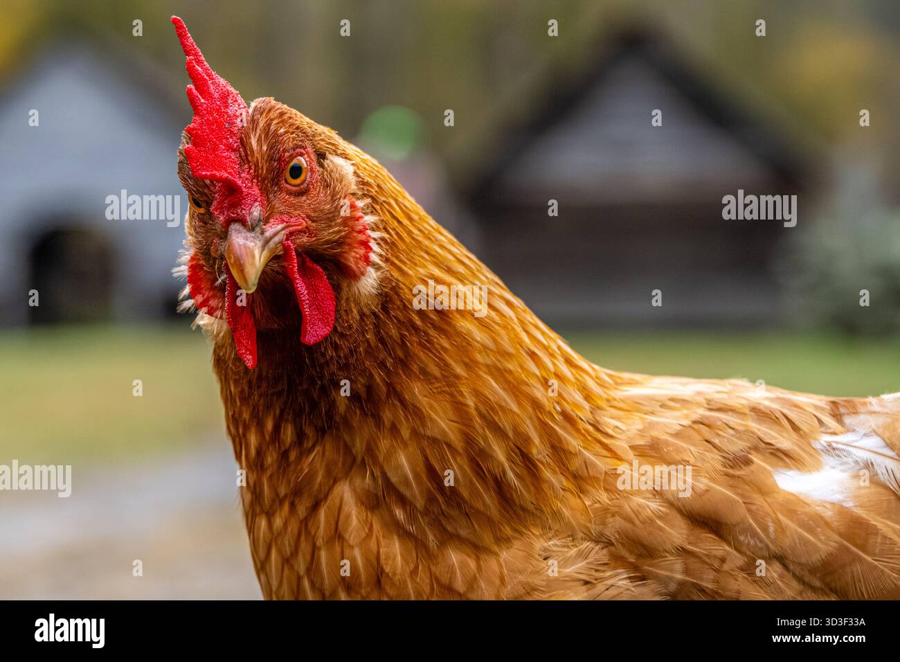 Curioso gallo al museo Oconaluftee Mountain Farm nel Great Smoky Mountains National Park vicino a Cherokee, North Carolina. (USA) Foto Stock