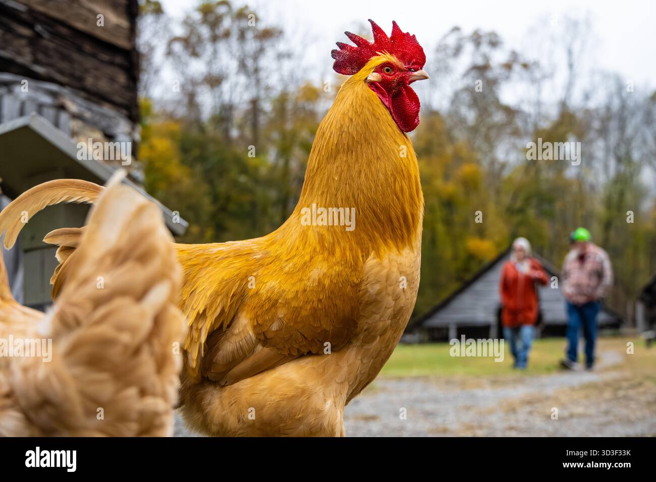 Polli liberi fuori dal Messer's Applehouse presso il museo Oconaluftee Mountain Farm nel Great Smoky Mountains National Park vicino a Cherokee, North Carolina. (USA) Foto Stock
