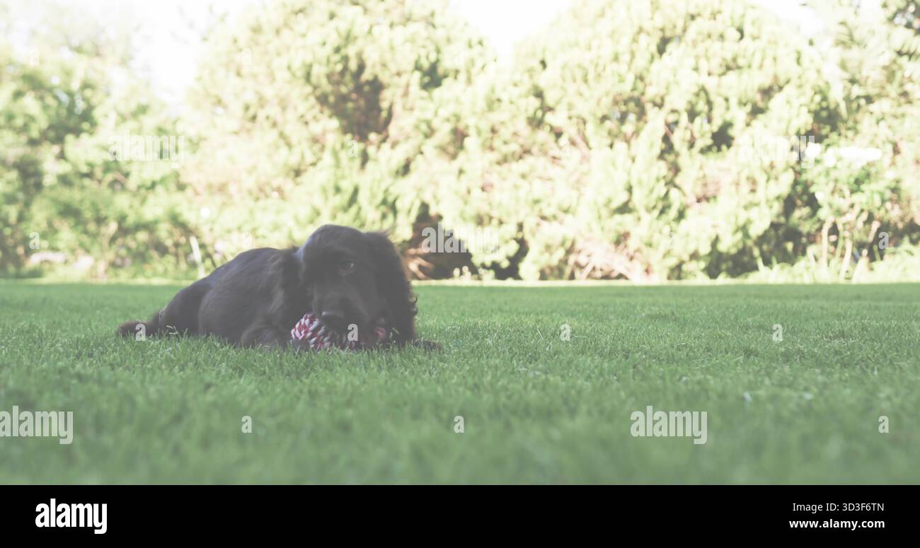 Un cane di media razza nera che si prende la corda rossa e bianca su un prato residenziale, arbusti illuminati dal sole Foto Stock