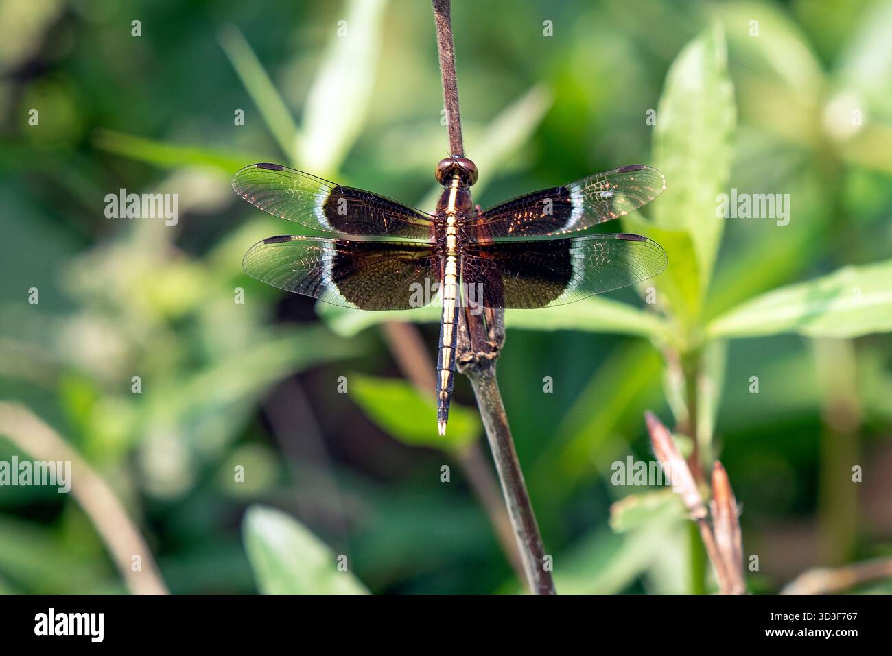 Dragonfly arroccata su Uno stelo in Un giardino verde con un morbido sfondo sfocato Foto Stock