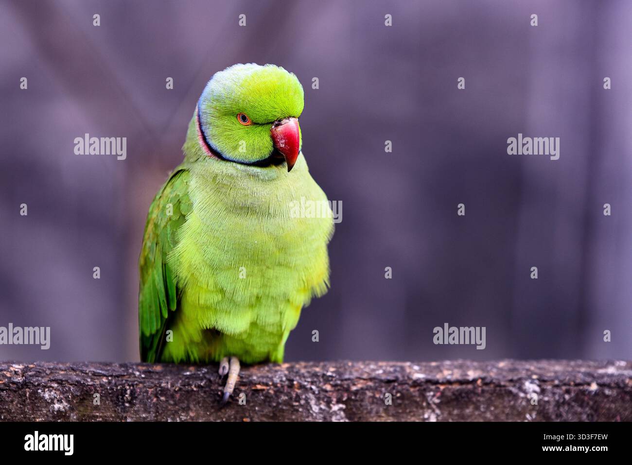Pappagallo verde appollaiato su un tronco con becco rosso e piumone verde brillante Foto Stock