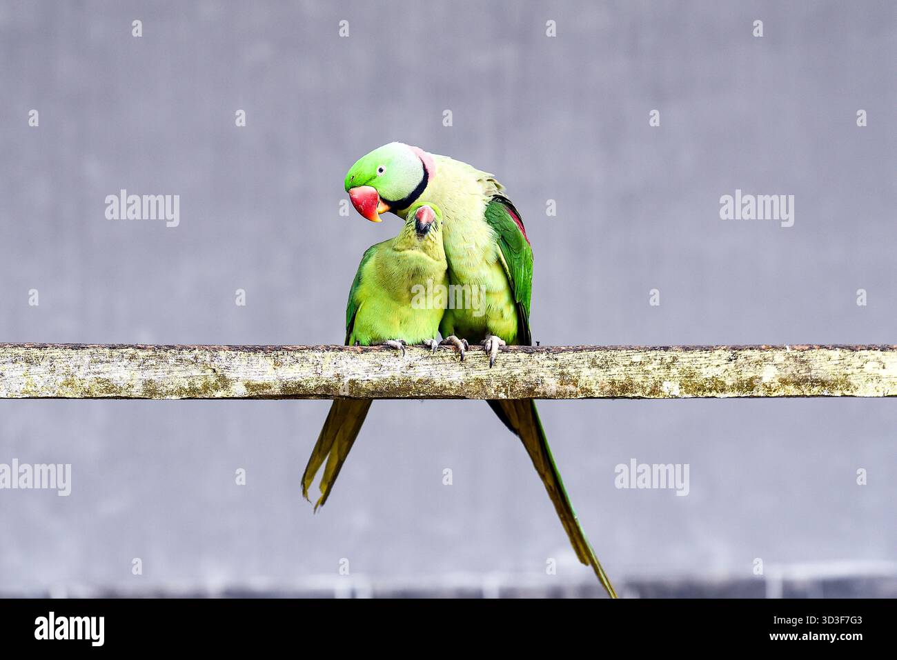 Un paio di Green Lovebirds arroccati su Weathered Wood Bar che mostrano affetto e legame Foto Stock