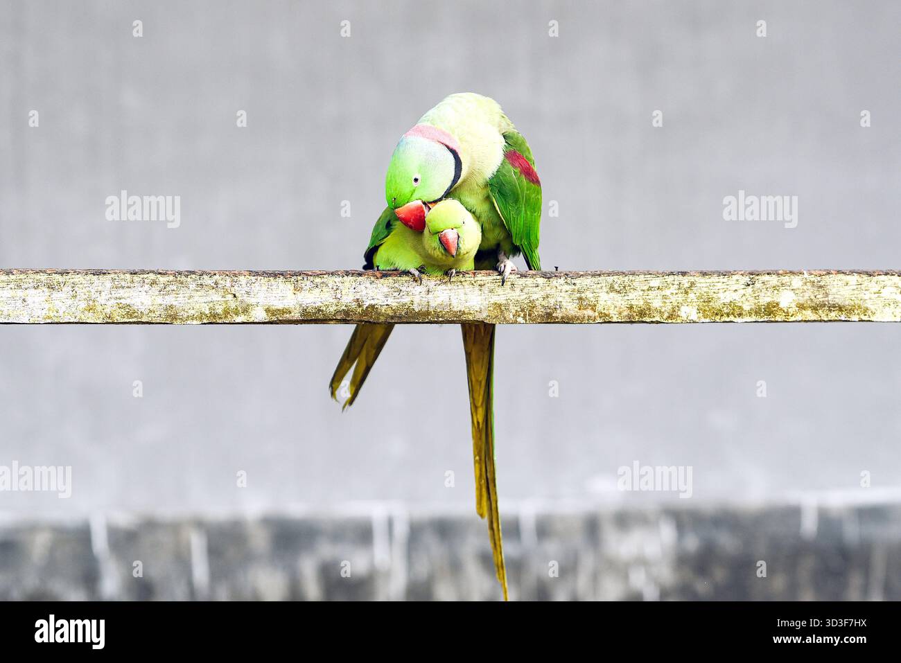 Un paio di Green Lovebirds arroccati su Weathered Wood Bar che mostrano affetto e legame Foto Stock