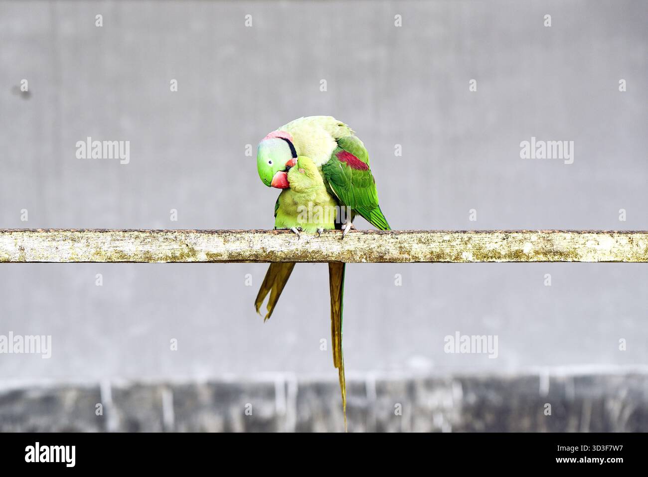 Un paio di Green Lovebirds arroccati su Weathered Wood Bar che mostrano affetto e legame Foto Stock