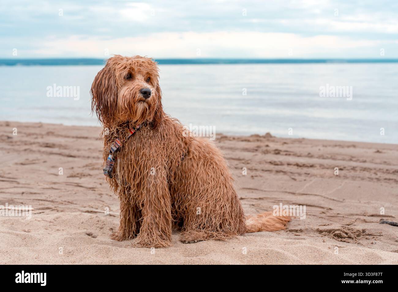 Ritratto di Un Labradoodle bruno dai capelli ricci o di Un cane Cavapoo sulla spiaggia all'aperto in riva al mare, lana bagnata Foto Stock