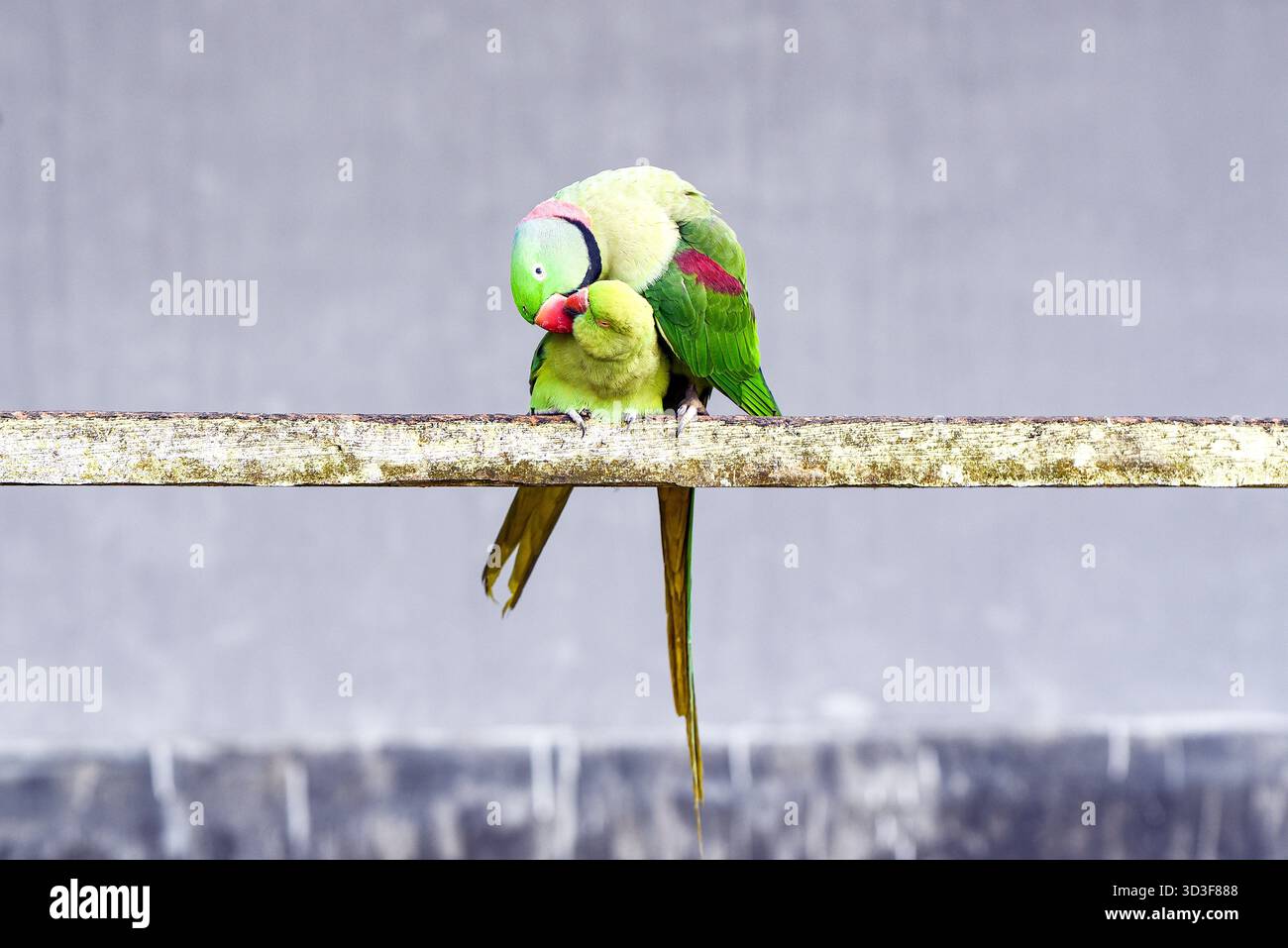 Un paio di Green Lovebirds arroccati su Weathered Wood Bar che mostrano affetto e legame Foto Stock