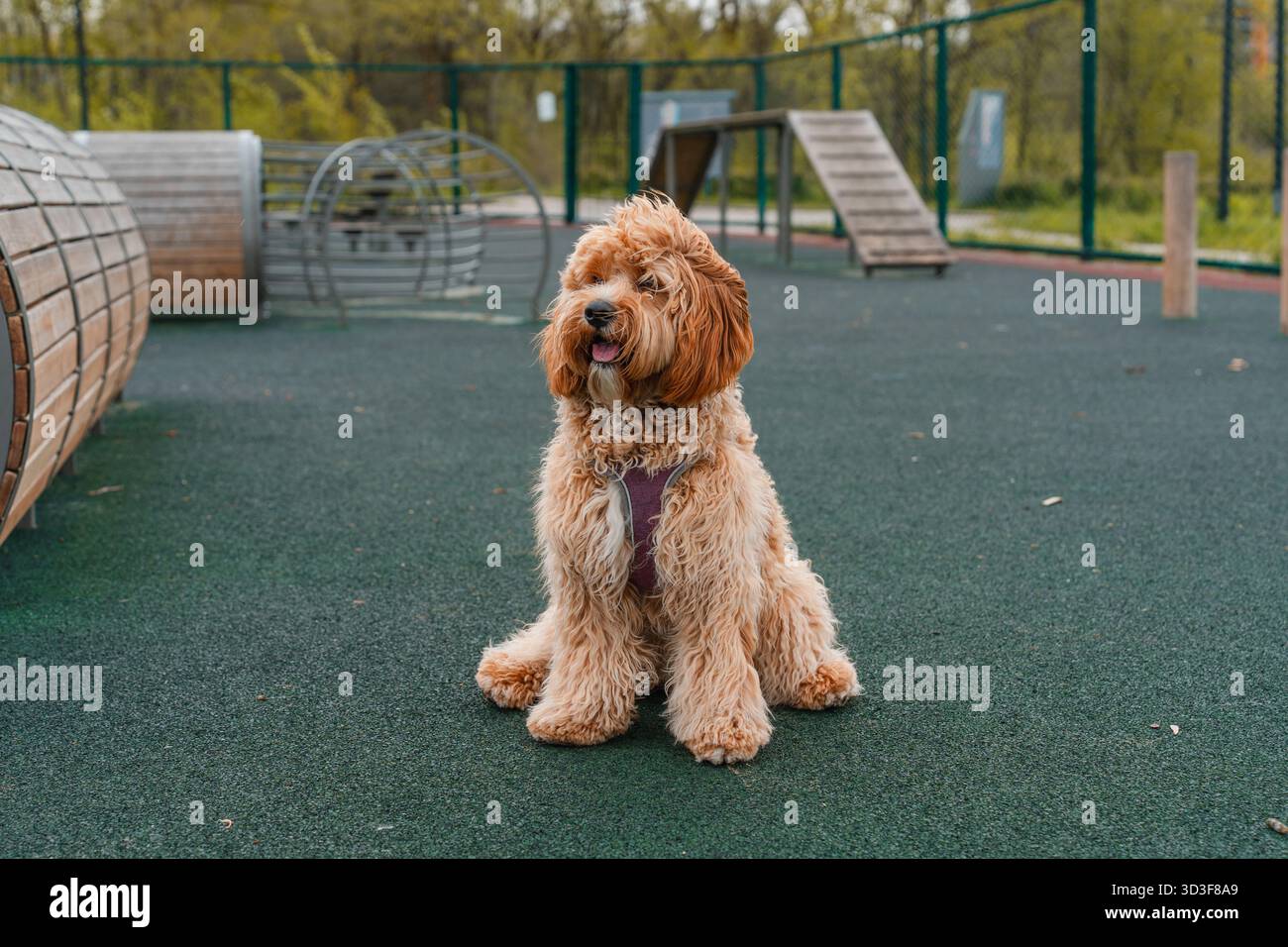 Un Labradoodle bruno dai capelli ricci o un cane Cavapoo presso il campo di allenamento all'aperto. La razza del cane è un incrocio tra un barboncino. Foto Stock