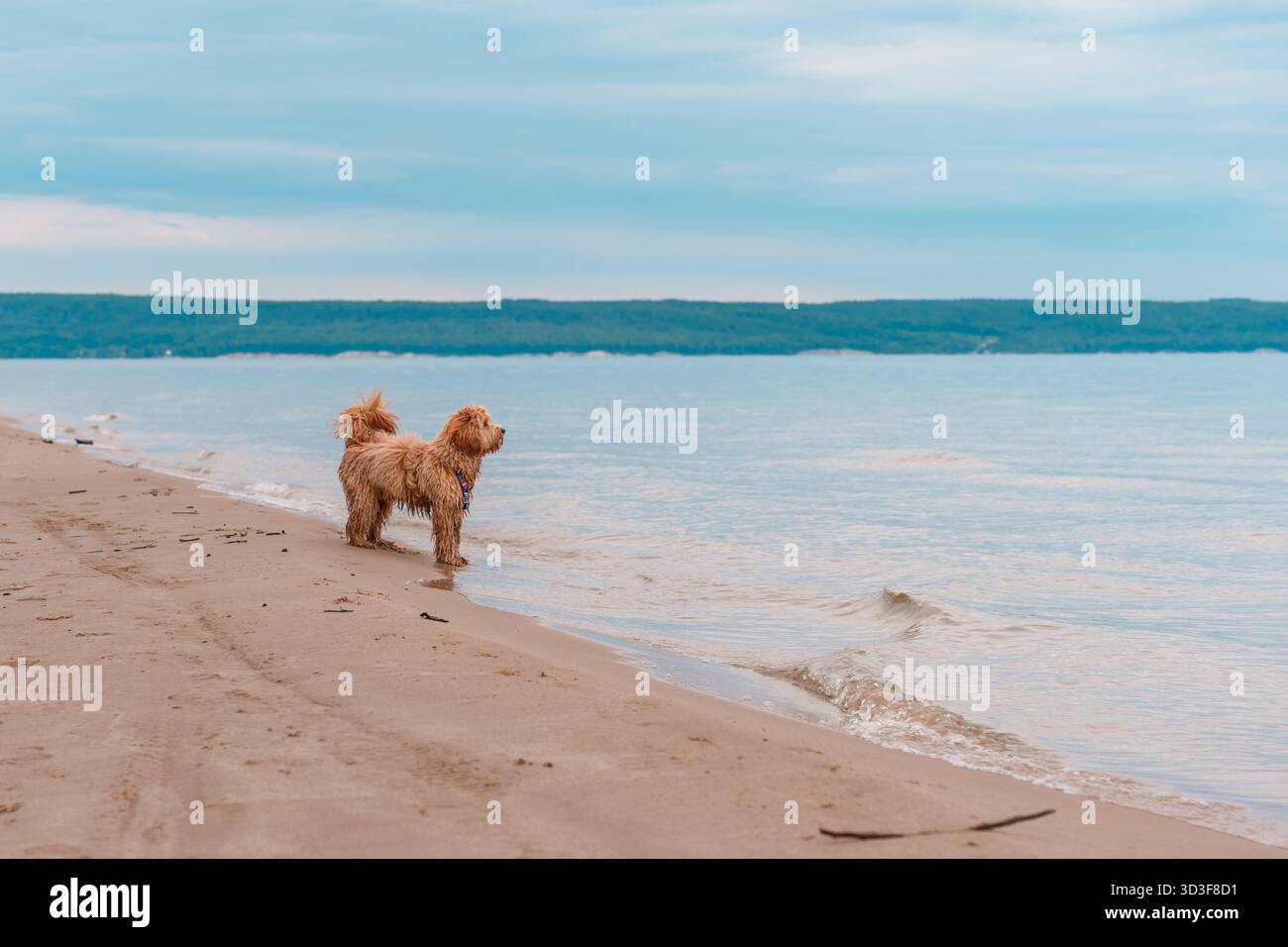 Ritratto di Un Labradoodle bruno dai capelli ricci o di Un cane Cavapoo sulla spiaggia all'aperto in riva al mare, lana bagnata Foto Stock