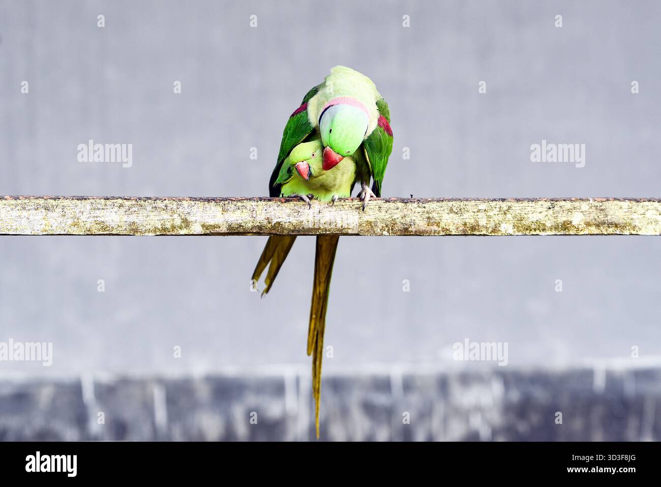 Un paio di Green Lovebirds arroccati su Weathered Wood Bar che mostrano affetto e legame Foto Stock