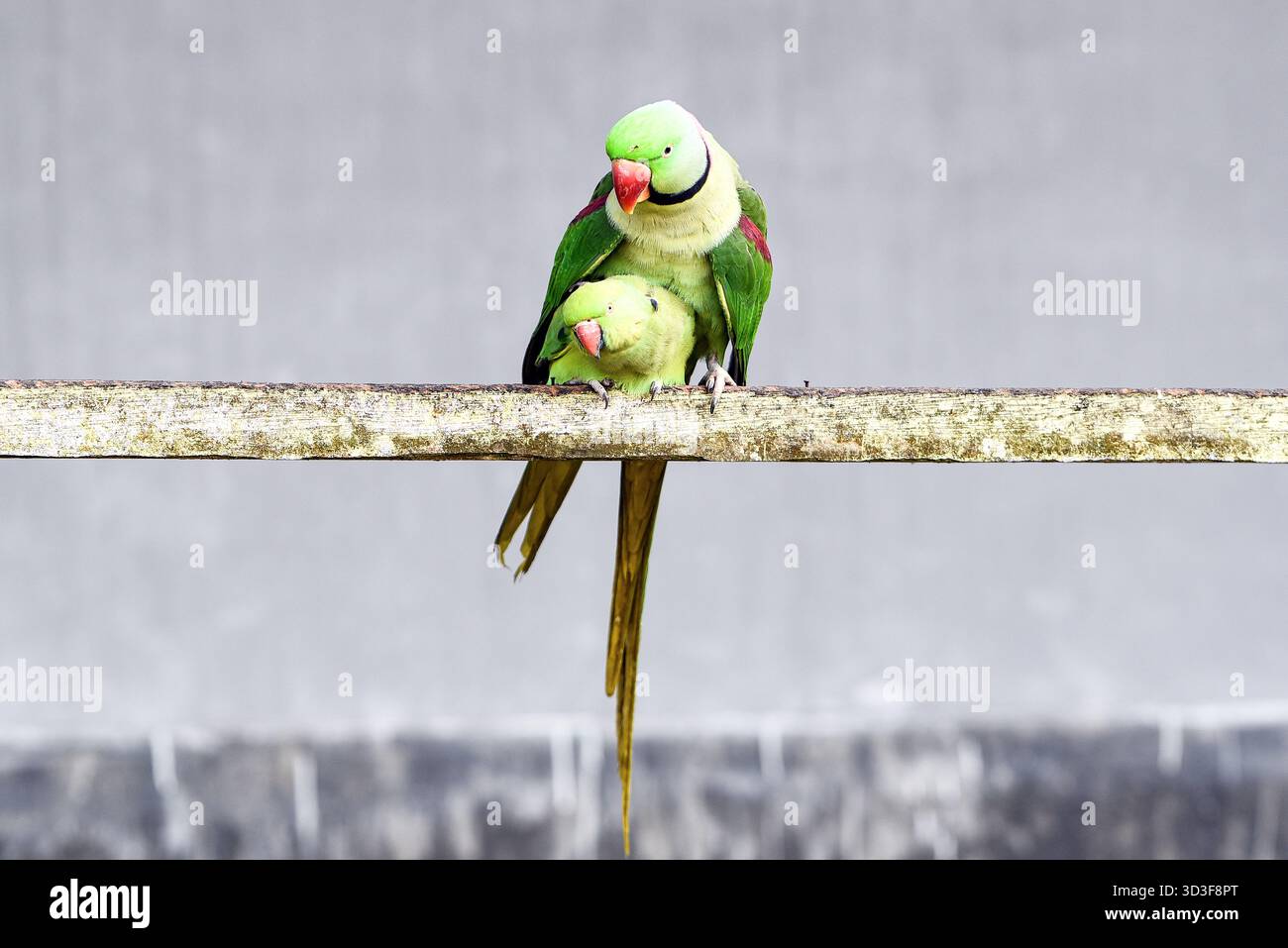 Un paio di Green Lovebirds arroccati su Weathered Wood Bar che mostrano affetto e legame Foto Stock
