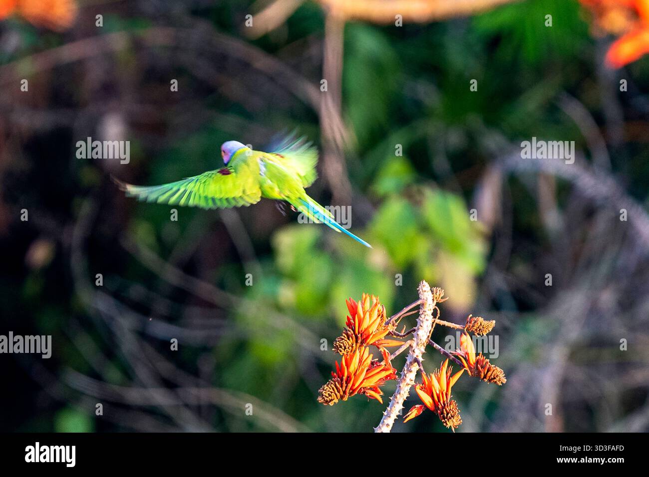 Vivace Parakeet dalla testa di prugna sorvolando luminosi fiori arancioni in una scena da giardino tropicale Foto Stock