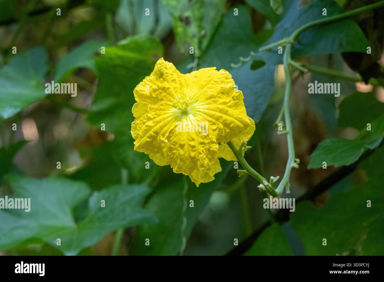 Primo piano di un vivace fiore di zucca di spugna, Luffa aegyptiaca, che fiorisce in un orto rurale del Bangladesh. Noto anche come loofah, Dishrag gourd, Foto Stock