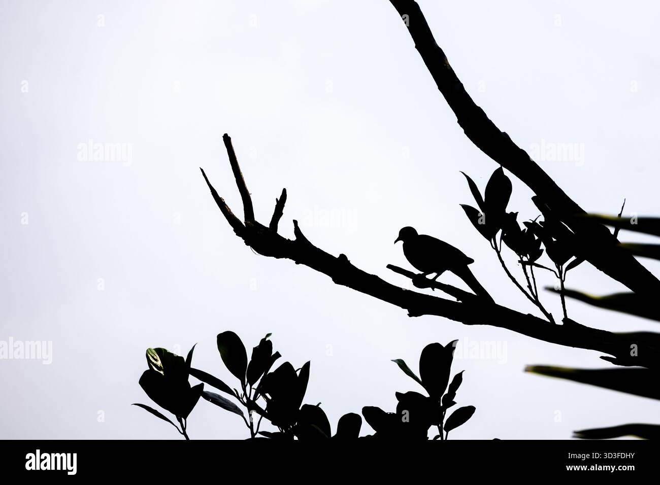 Bella e dettagliata silhouette di un uccello selvatico solitario che poggia su un ramo di albero, nettamente contrastata dallo sfondo bianco e luminoso del cielo. Foto Stock
