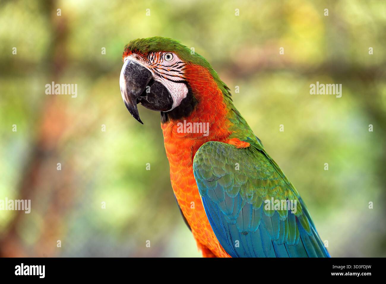 Colorato Ritratto del pappagallo di Macao con piume verdi, rosse e blu nell'habitat tropicale Foto Stock