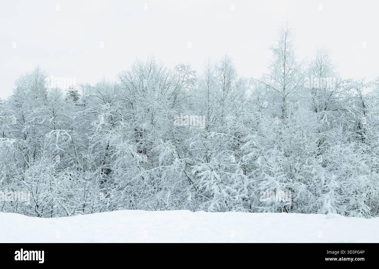 Foresta innevata in una fredda giornata invernale. Foto Stock