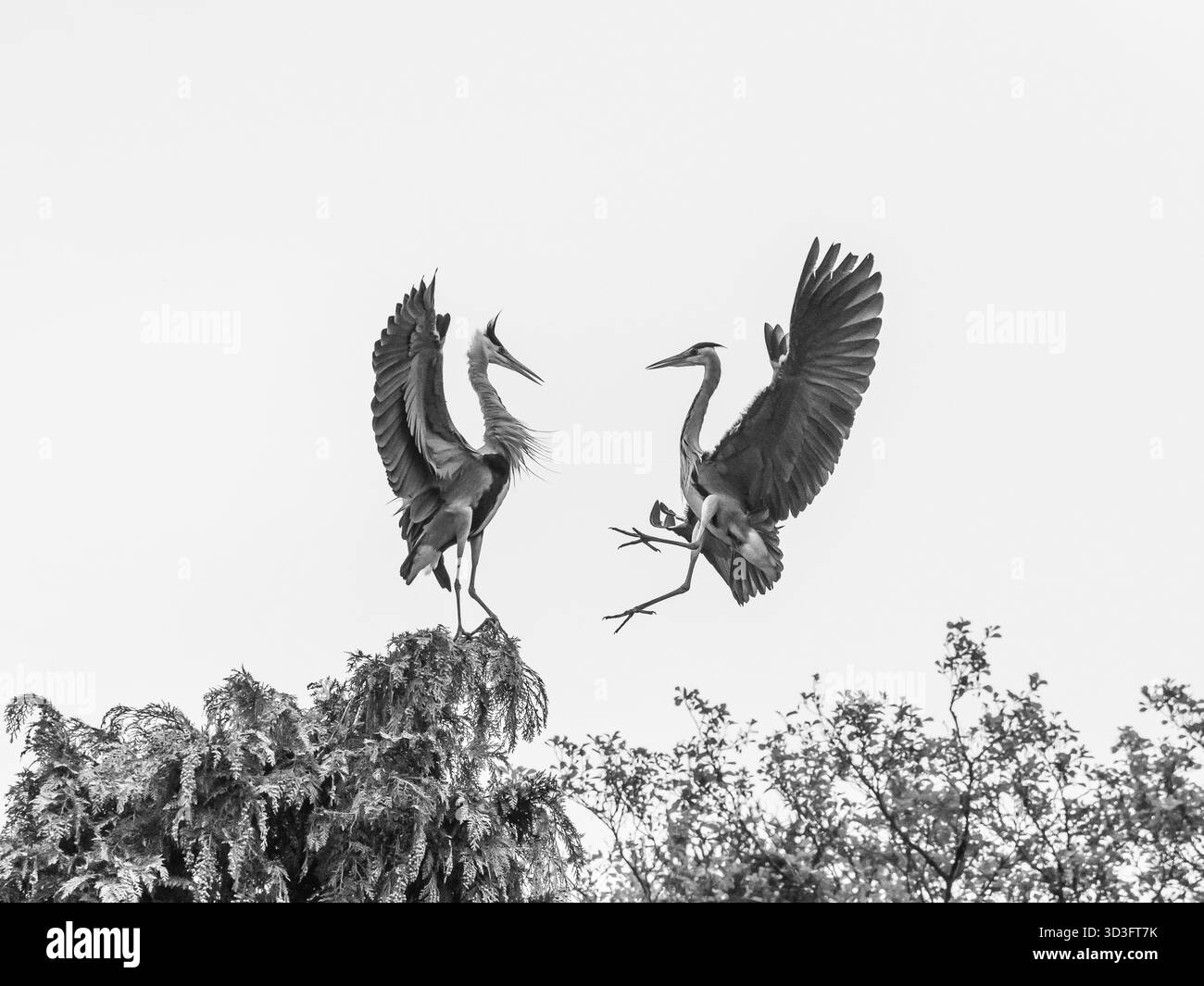 aironi grigi che lottano per lo spazio in modo da ballare Foto Stock