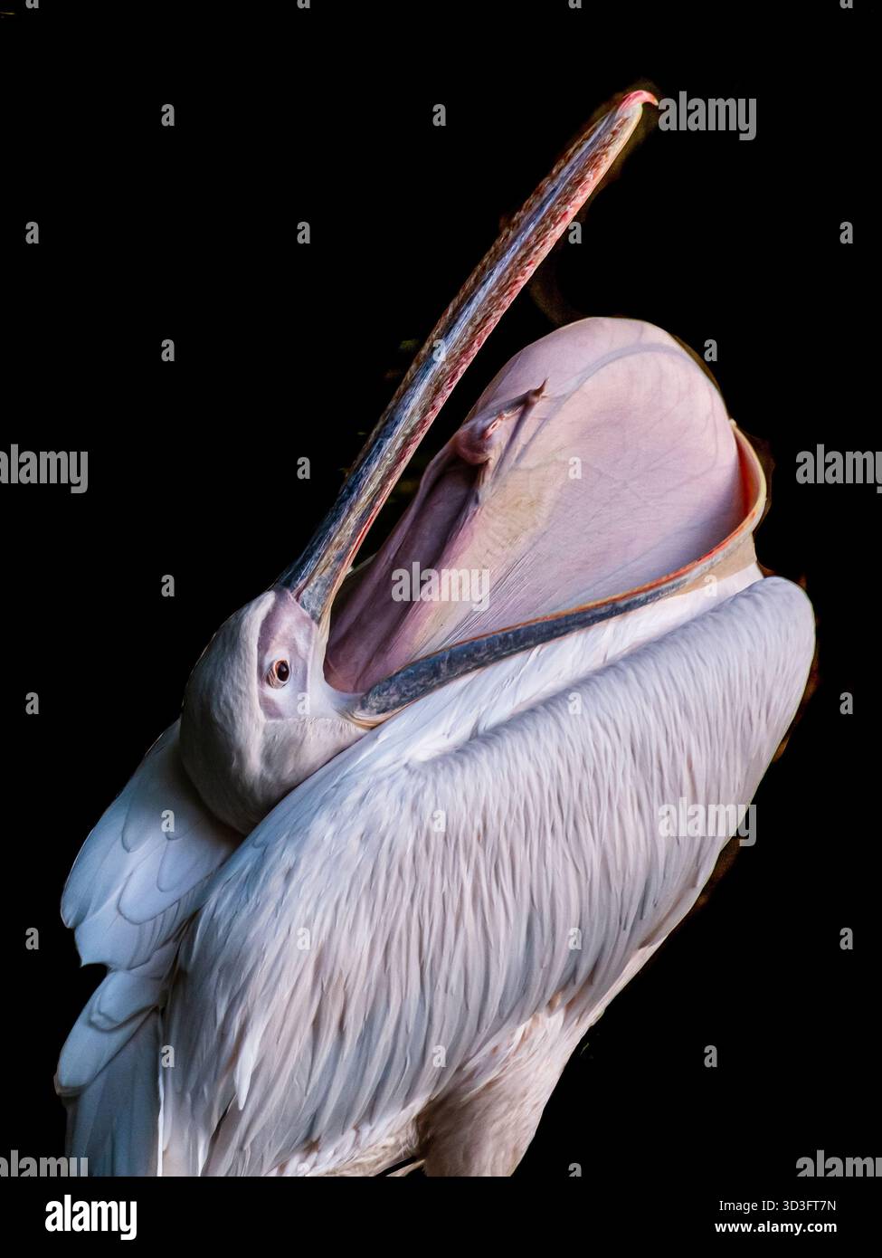 Pellicano Dalmation con la sua custodia spalancata Foto Stock