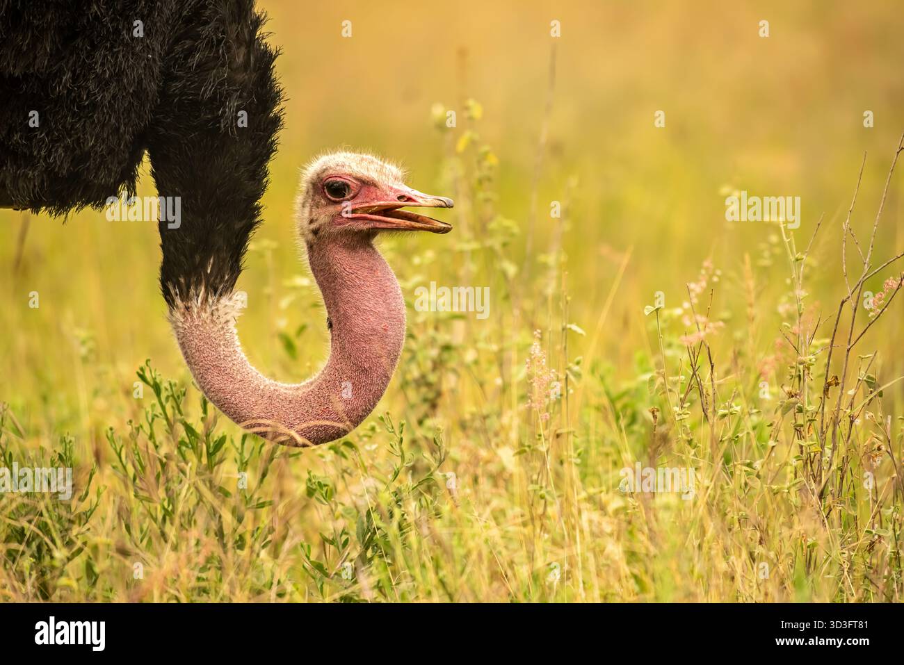 Struzzo comune nella savana del Kenya Foto Stock