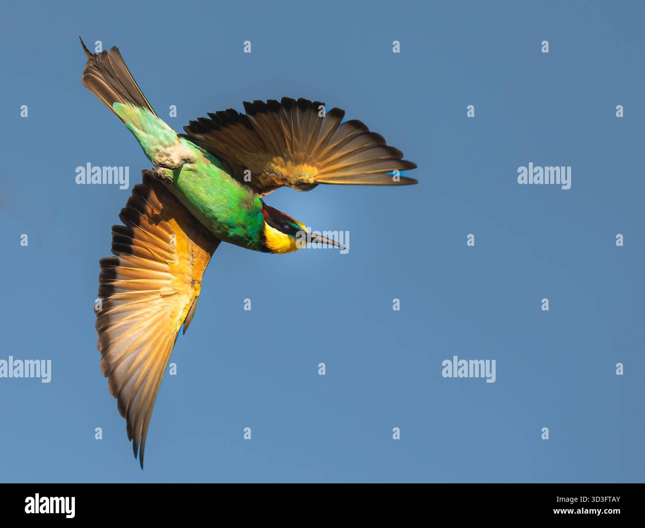 Per un po', abbiamo osservato una colonia di mangiatori di api europei quell'inverno nell'Africa tropicale. Questa sta scivolando sopra il fotografo. Foto Stock