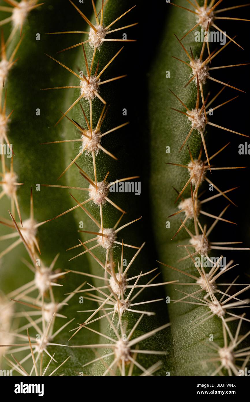 Un dettaglio ravvicinato di un cactus che mostra le sue spine appuntite e la superficie verde testurizzata, evidenziando gli intricati motivi e la bellezza naturale di questo Foto Stock