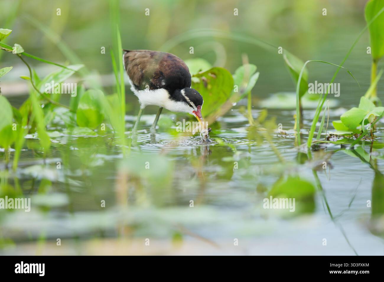 La jacana settentrionale attraversa la vegetazione lussureggiante del lago Gatun, catturando l'essenza della biodiversità tropicale. I suoi colori vivaci e la messa a fuoco nitida Foto Stock