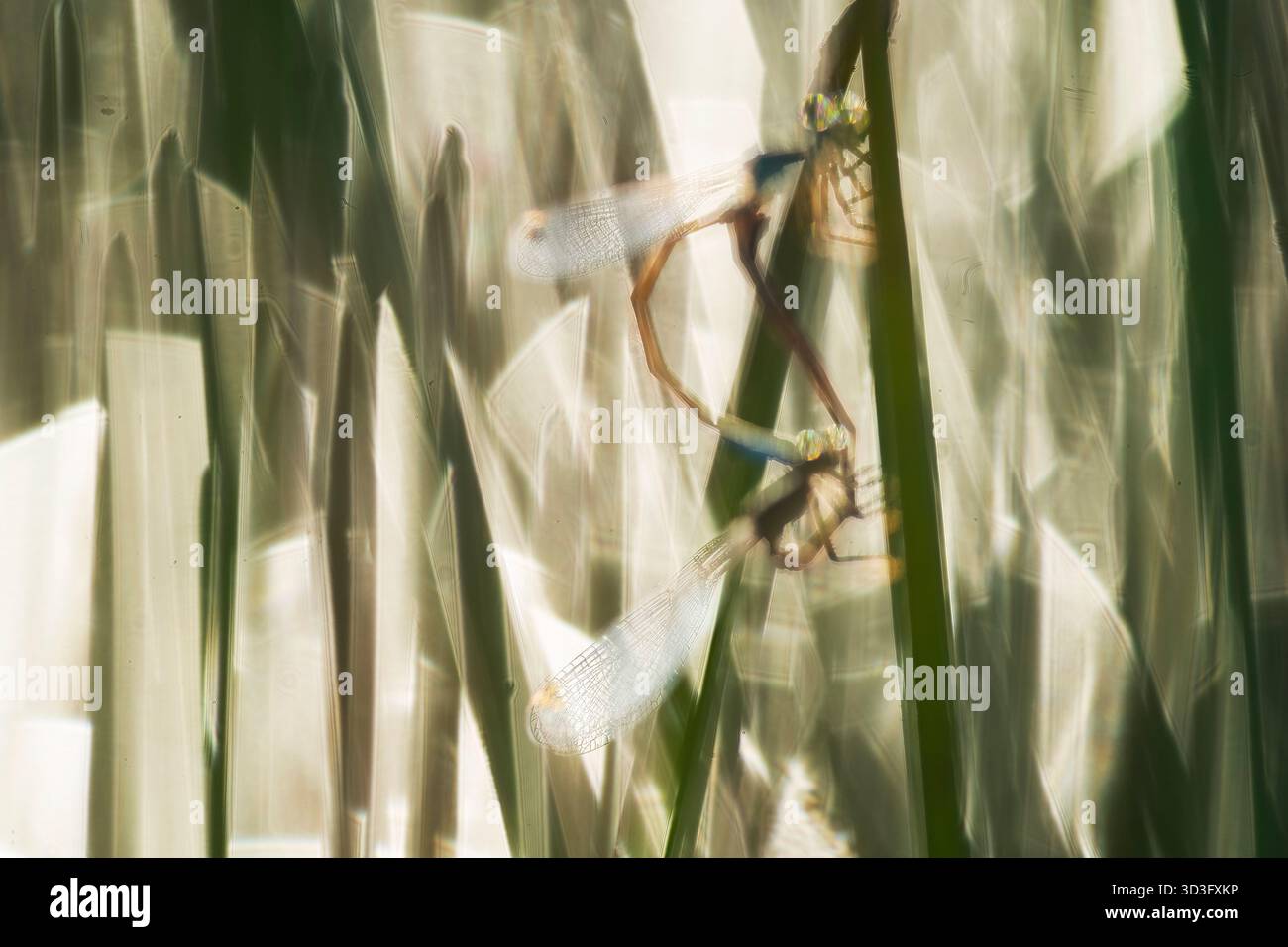 Due damigelle sono intrecciate tra canne delicate, le loro ali traslucide che brillano nella luce soffusa del sole, creando una naturale serena ed eterea sc Foto Stock