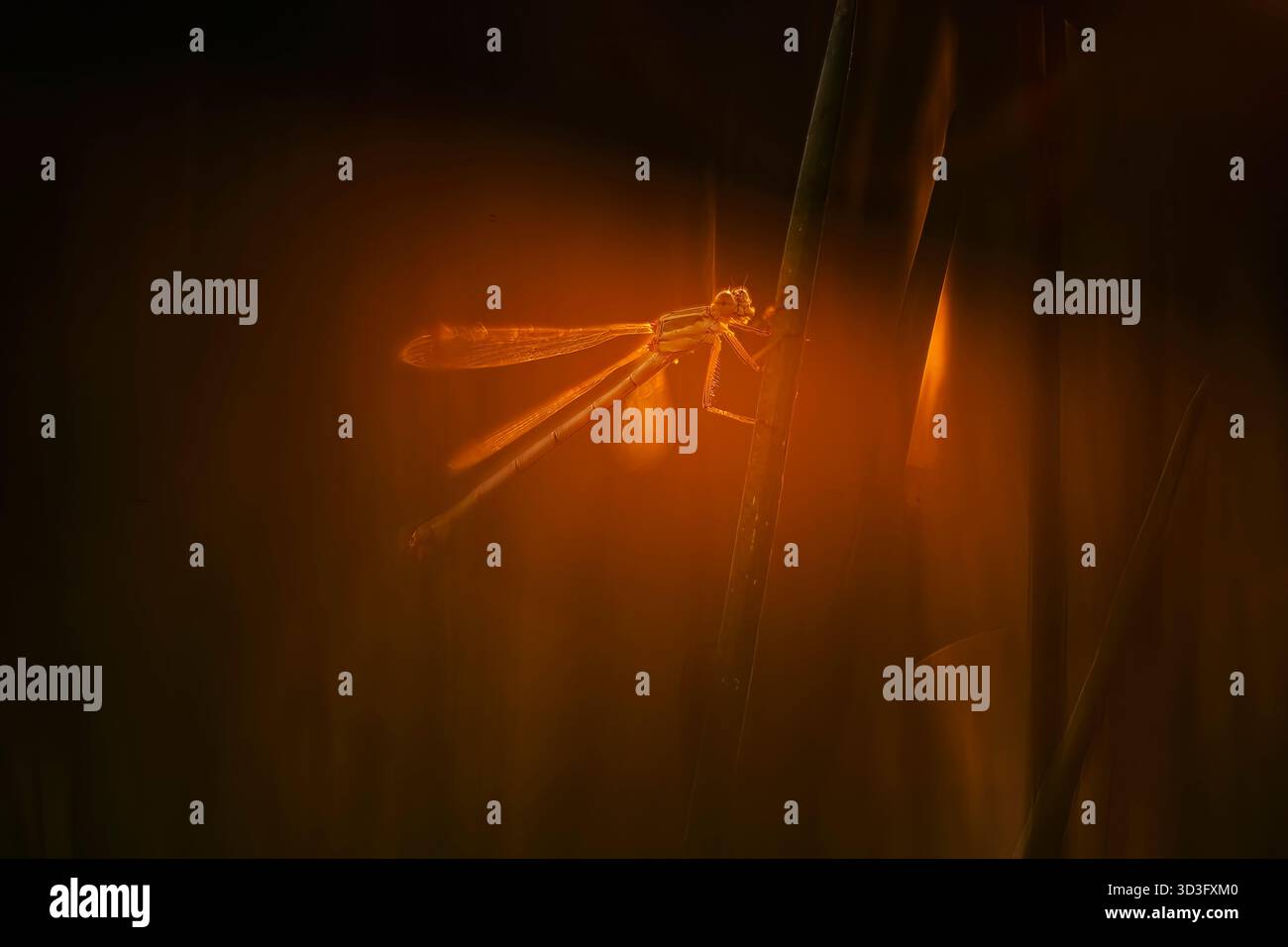 Una damigella poggia su una lama d'erba, illuminata dal caldo bagliore di un sole che tramonta. L'immagine cattura la delicata silhouette dell'insetto in una se Foto Stock
