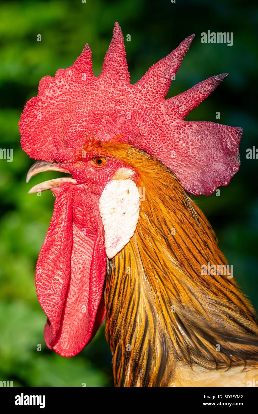 Questa immagine ravvicinata cattura un gallo vivido che mette in risalto l'accattivante pettine rosso e la texture dettagliata delle piume, su uno sfondo verde con messa a fuoco morbida Foto Stock